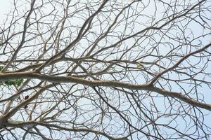 trocken Baum Geäst Das ist gestorben weil von das trocken Jahreszeit gegen das Hintergrund von ein hell Blau Himmel foto