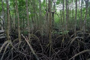 selektiv Fokus zu das Wurzeln von Mangrove Bäume wachsend über das Wasser foto