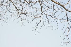 trocken Baum Geäst Das ist gestorben weil von das trocken Jahreszeit gegen das Hintergrund von ein hell Blau Himmel foto