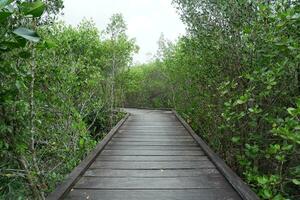 hölzern Brücke zum Gehen im das Mitte von das Mangrove Wald. draussen Tourismus foto