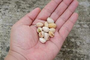 Pistazie Nüsse auf das Palme. im Indonesien es ist häufig namens das kacang ketawa foto