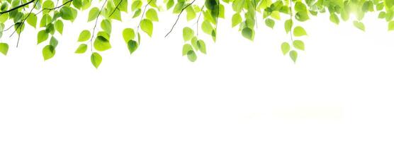 Grün Blätter hängen Über ein Weiß Hintergrund Banner. ai generiert foto