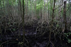 selektiv Fokus zu das Wurzeln von Mangrove Bäume wachsend über das Wasser foto