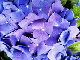 Hortensien sind das typisch Blumen von das Azoren Inseln foto