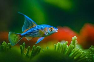 ein Blau und Gelb Fisch im ein Aquarium. KI-generiert foto