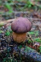 Pilze aus dem Boden eines Waldes foto