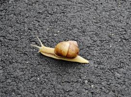 große Gartenschnecke im Gehäuse kriecht auf nasser Straße, beeil dich nach Hause foto