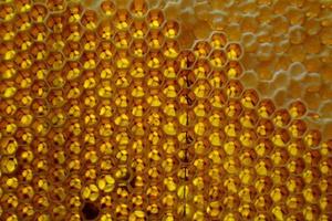 Tropfen Bienenhonig Tropfen aus sechseckigen Waben foto