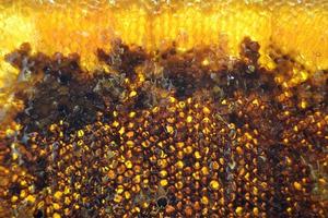 Tropfen Bienenhonig Tropfen aus sechseckigen Waben foto