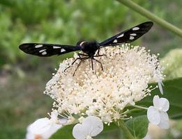 Großer schwarzer Schmetterlingsmonarch geht auf Pflanze mit Blumen foto