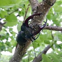 männlicher Hirschkäfer mit langen und scharfen Kiefern im wilden Wald foto