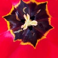 wilde Schönheitsblume mit Nektar, die in der Feldlandschaft blüht foto