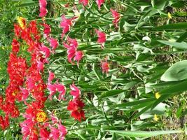 blühende rote Blumentulpe mit grünen Blättern, lebendige Natur foto