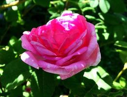 das farbenfrohe Foto zeigt blühende Blumenrose