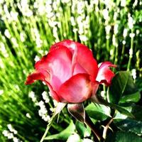 das farbenfrohe Foto zeigt blühende Blumenrose