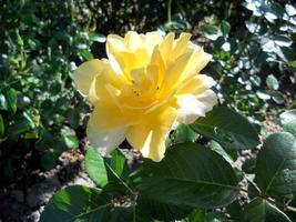 das farbenfrohe Foto zeigt blühende Blumenrose