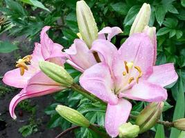 blühende Blumenlilie mit grünen Blättern, lebende natürliche Natur foto