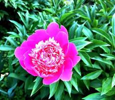 das farbenfrohe Foto zeigt blühende Blumenpfingstrose