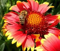 Biene fliegt langsam zur Pflanze, sammelt Nektar für Honig foto