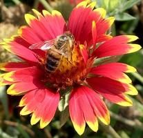 Biene fliegt langsam zur Pflanze, sammelt Nektar für Honig foto