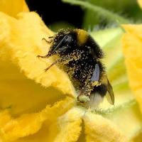 geflügelte Biene fliegt langsam zur Pflanze, sammelt Nektar für Honig foto