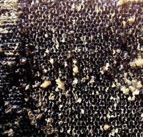 Tropfen Bienenhonig Tropfen aus sechseckigen Waben gefüllt foto