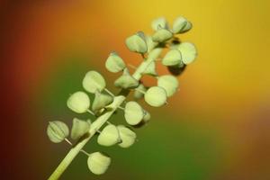 Wildblumenfrüchte Muscari Neglectum Familie Spargelgewächse moderner Druck foto