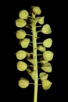 Wildblumenfrüchte Muscari Neglectum Familie Spargelgewächse moderner Druck foto
