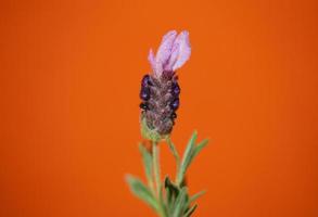 aromatische Pflanze Blüte Nahaufnahme Lavandula Stoechas Familie Lamiaceae foto