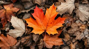 bunt Herbst Blätter Hintergrund, Mehrfarbig Ahorn Blätter Hintergrund. hoch Qualität Auflösung Bild, ai generativ foto