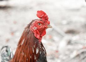 Nahaufnahme Hühnergesicht auf Naturhintergrund foto