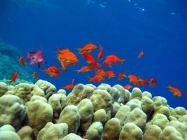 Meer Goldie. die häufigsten Antias im Roten Meer.