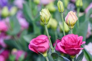 schöne Lisianthusblüten im Garten foto