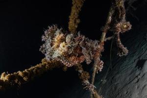 fische schwimmen im roten meer, bunte fische, eilat israel foto