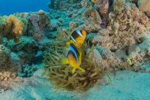 fische schwimmen im roten meer, bunte fische, eilat israel foto