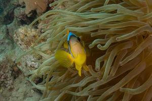 fische schwimmen im roten meer, bunte fische, eilat israel foto