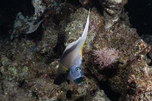 fische schwimmen im roten meer, bunte fische, eilat israel foto