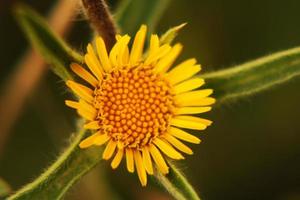 erstaunliche blumen in den botanischen gärten von israel foto