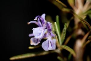 Rosmarinus Officinalis Nahaufnahme Familie Lamiaceae in schwarz modern foto