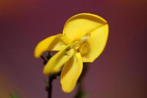 Blume Blüte Nahaufnahme Spartium Jenceum Familie Leguminosae botanisch foto