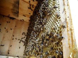 Hintergrund Sechseck Textur, Wachswabe aus einem Bienenstock gefüllt foto