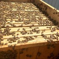 geflügelte Biene fliegt langsam zum Bienenstock Sammeln Sie Nektar auf privatem Bienenstand foto