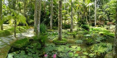 terra nostra Park im das Azoren ist ein groß botanisch Garten mit ein enorm Vielfalt von Pflanzen und Bäume und mit Seen, Streams und ein Schwimmbad von vulkanisch Herkunft. foto