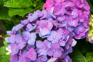 Hortensien sind das typisch Blumen von das Azoren Inseln foto