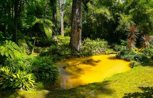 terra nostra Park im das Azoren ist ein groß botanisch Garten mit ein enorm Vielfalt von Pflanzen und Bäume und mit Seen, Streams und ein Schwimmbad von vulkanisch Herkunft. foto