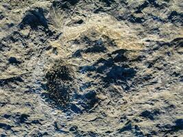 natürlich Monument von Fossil Dinosaurier Fußabdrücke im serra d 'Luft im pedreira tun Galinha, im Portugal. ein pädagogisch Schaltkreis war erstellt beim das Grundstück, wo Besucher können sehen und berühren das Fußabdrücke foto