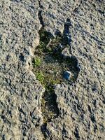 natürlich Monument von Fossil Dinosaurier Fußabdrücke im serra d 'Luft im pedreira tun Galinha, im Portugal. ein pädagogisch Schaltkreis war erstellt beim das Grundstück, wo Besucher können sehen und berühren das Fußabdrücke foto