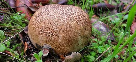 Detail von ein wild Pilze im ihr natürlich Umgebung foto