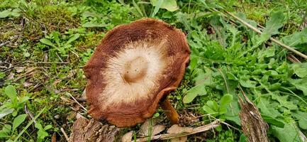 Detail von ein wild Pilze im ihr natürlich Umgebung foto