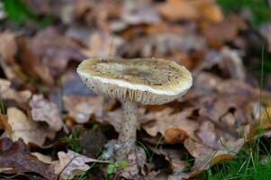 Detail von ein wild Pilze im ihr natürlich Umgebung foto